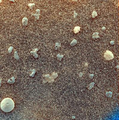 Mikroskopowy obraz gleby marsjańskiej