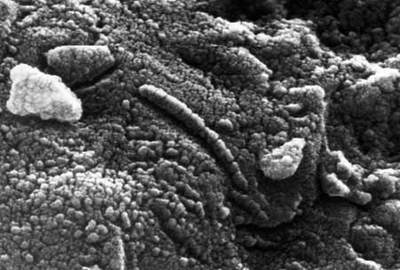 Mikroskopia elektronowa meteorytu ALH84001