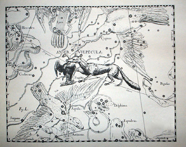 Wyobrażenie konstelacji Liska w atlasie Heweliusza.