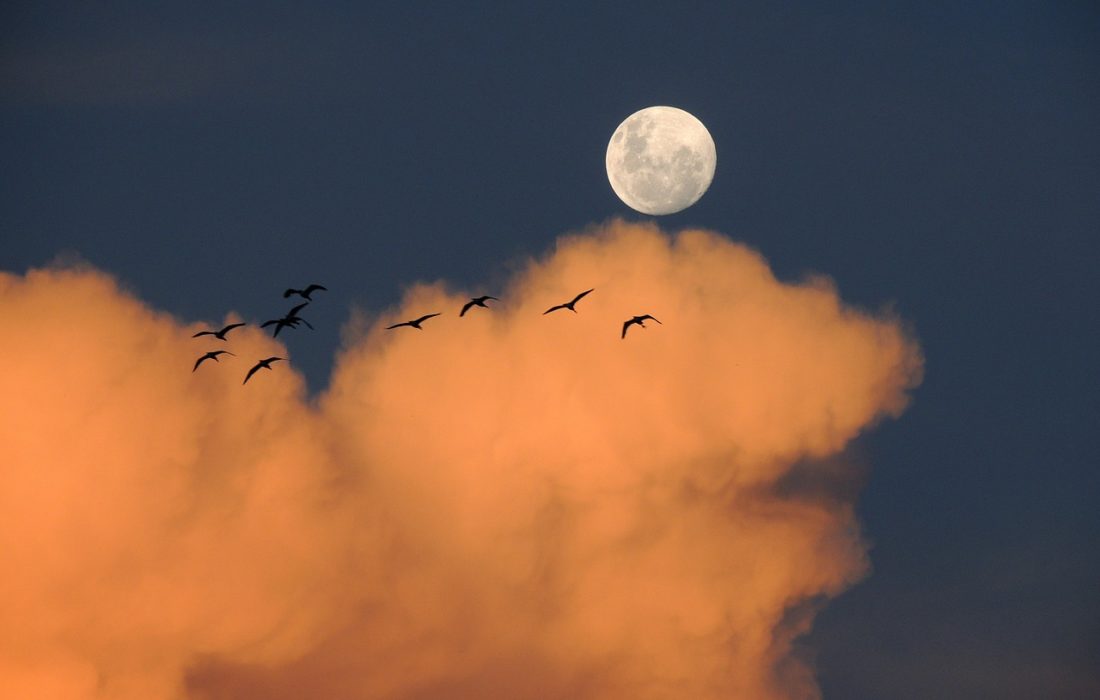 Ptaki migrują w świetle Księżyca