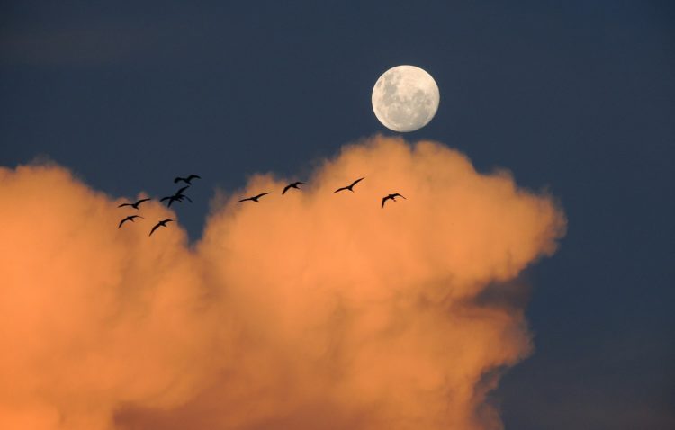 Ptaki migrujące w świetle Księżyca