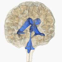 Model 3D ukazujący położenie układu komorowego w mózgu.