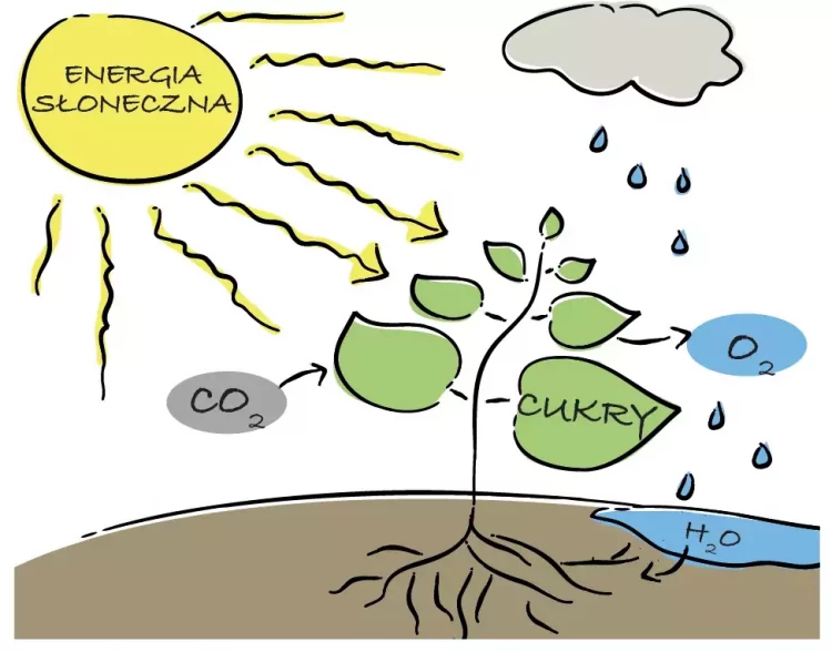 Sztuczna fotosynteza. Czyli jak wytworzyć tlen na Marsie?