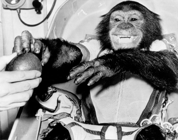 Szympans Ham bierze jabłko z ręki człowieka. Wygląda na uśmiechniętego.