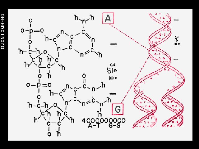arysowana na białym tle struktura DNA z opisem struktury chemicznej