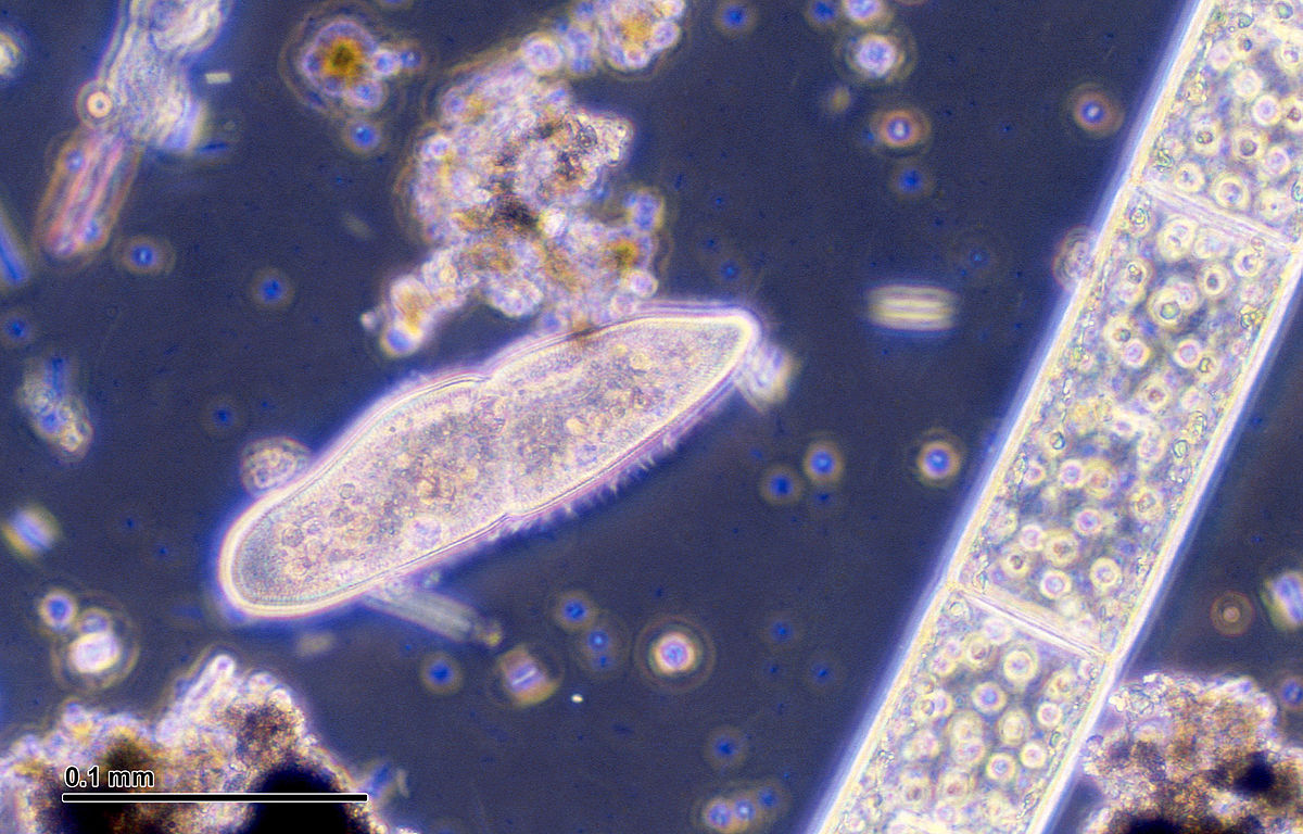 Czy pod marsjańskim lodem może istnieć życie?