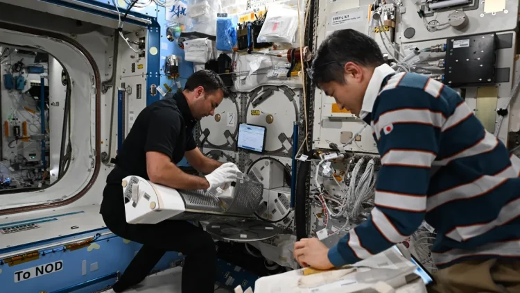 W tle białe elementy konstrukcji Międzynarodowej Stacji Kosmicznej - półki, szafki, kable. Na pierwszym planie pracują astronauci przy białych elementach przeznaczonych do przeprowadzania eksperymentów. 