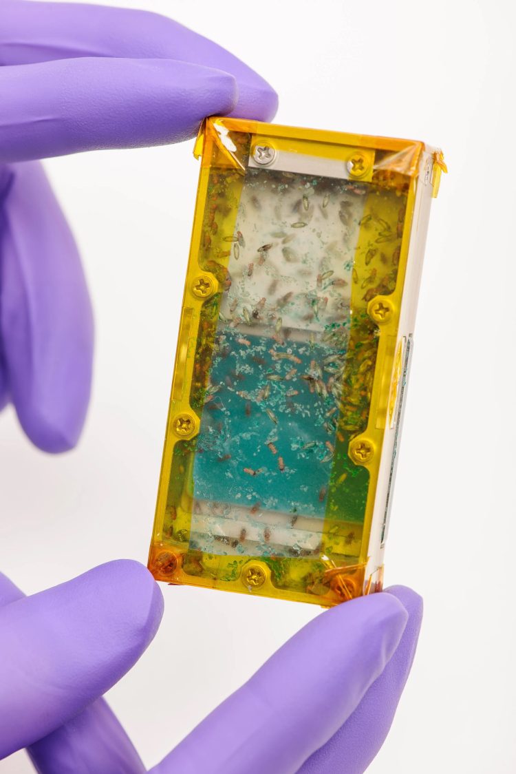 Siedlisko wywilżny karłowatej.