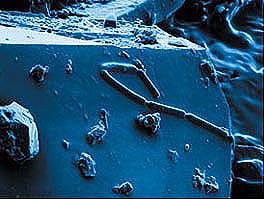 Mikroby na powierzchni pirytu